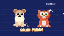 Misteri di Balik Anjing Dan Kucing yang Jarang Akur