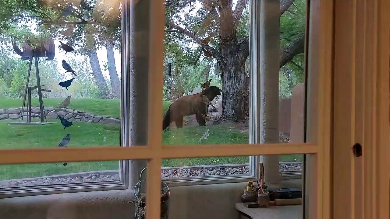 Bear Makes Off With Bird Feeder