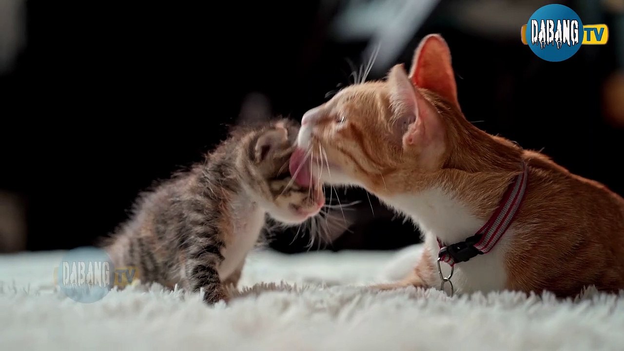 Beautiful and Funny Cats Video Series compilation #2 | Cute Cats Collection | Pets & Animals #Shorts