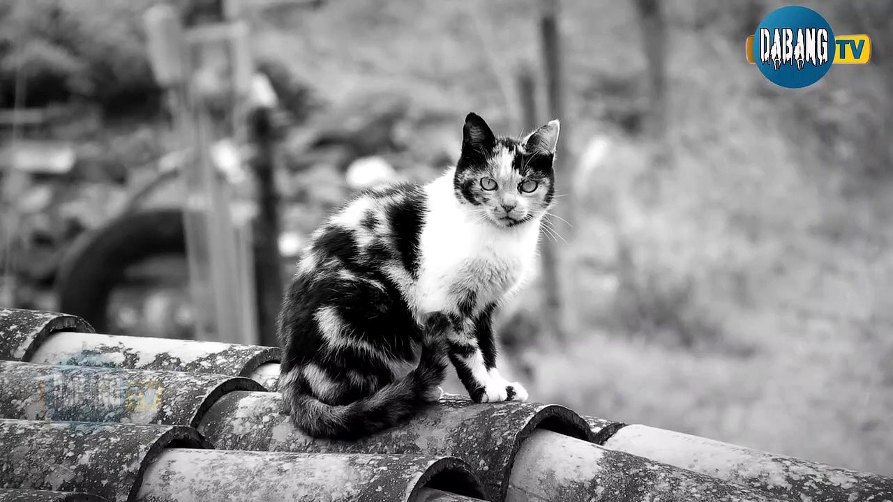 Beautiful and Funny Cats Video Series compilati...
