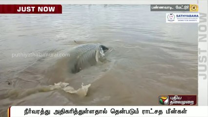 அதிகரித்த நீர்வரத்து_ பண்ணவாடி பகுதியில் தென்படும் ராட்சத மீன்கள் _ Mettur _ Giant Fish _ Flood