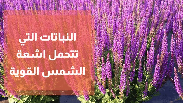 ما هي النباتات التي تتحمل اشعة الشمس القوية ؟