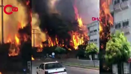 Manavgat'taki orman yangını cadde kenarındaki evlere ve palmiye ağaçlarına ulaştı