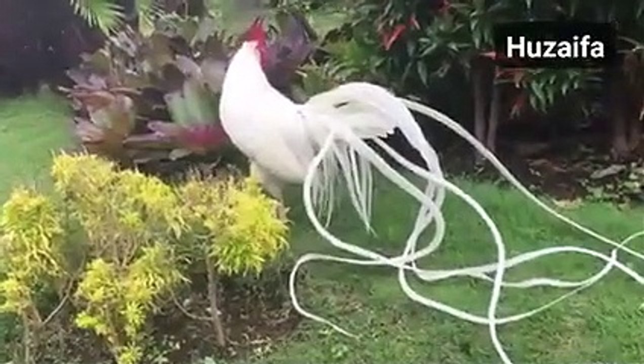 Must beautiful cock