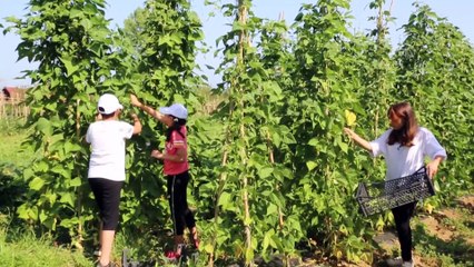 SAKARYA - Çocukların atıl araziye ektiği sebze ve meyve tohumları ürün verdi