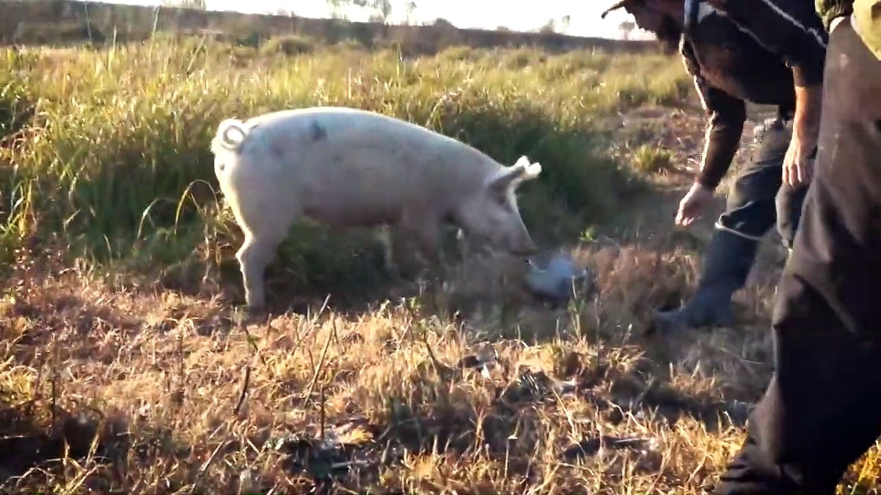 Cazadores de Burriquetas - Día Isleño, Baradero