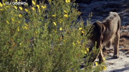 The Iberian Lynx makes a comeback in Spain after near extinction