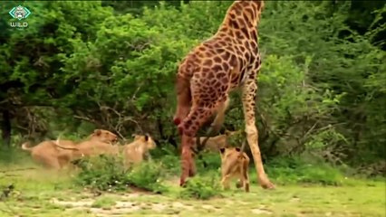 #africawildanimals #bigcat             Brave Giraffe Kick Five Lion To Save Baby
