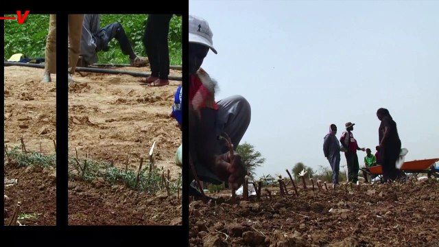 Farmers Begin 5,000-Mile-Long ‘Great Green Wall’ to Produce Food and Fight Desertification