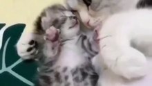 Motherhood in the world of cats