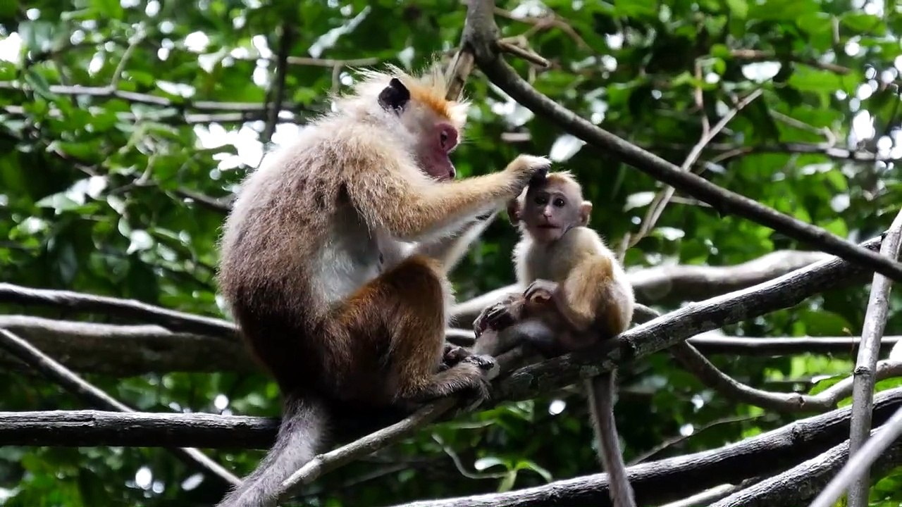 Mother and baby monkey in the forest