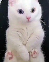 One blue and one bright green eye