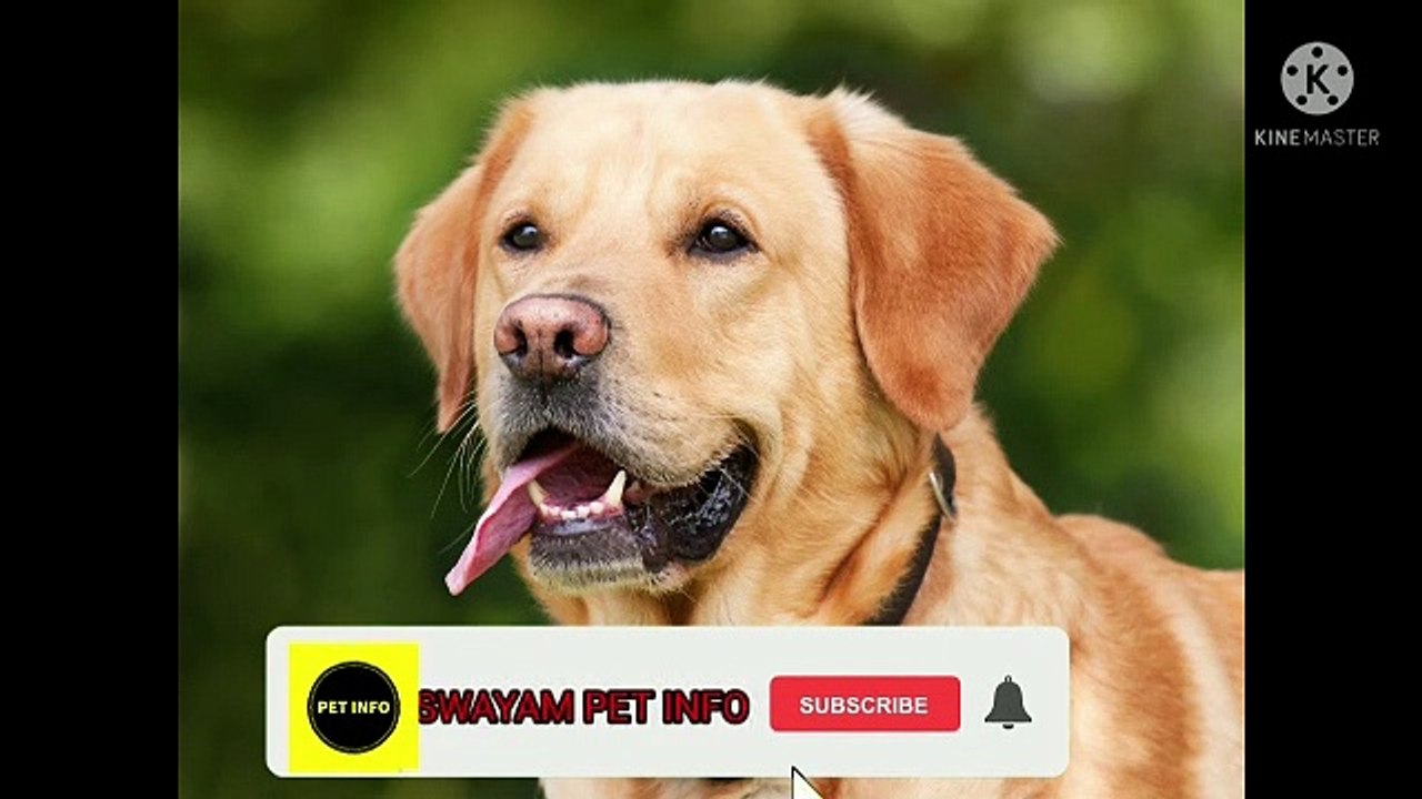 INFORMATION ABOUT PUG DOG
