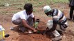 Africa's shea trees are under threat