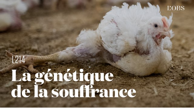 L214 : le cauchemar des poulets génétiquement sélectionnés