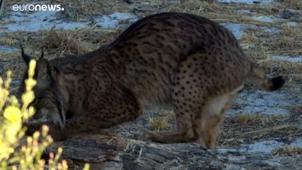 Les lynx d'Espagne échappent d'une griffe à l'extinction grâce aux programmes de conservation