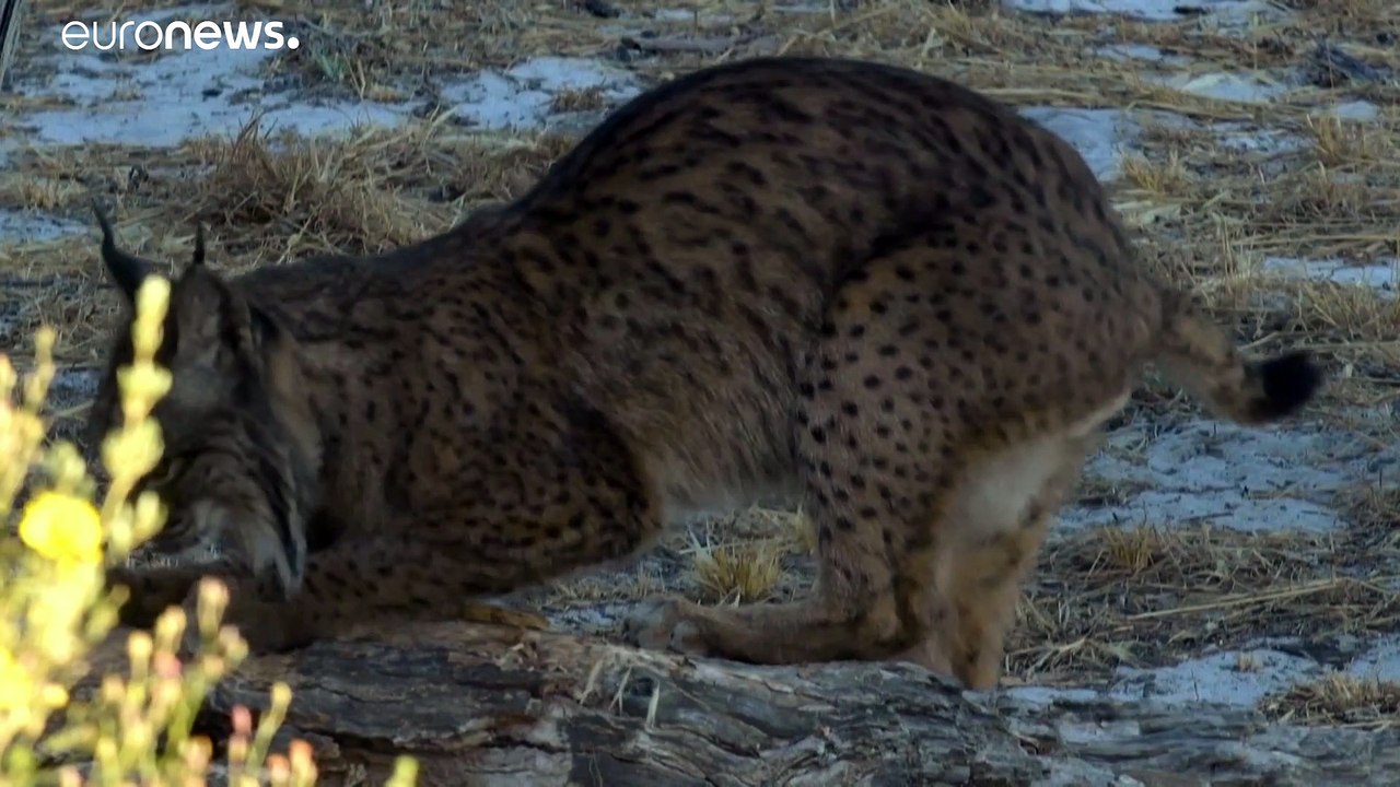 Les lynx d'Espagne échappent d'une griffe à l'extinction grâce aux programmes de conservation