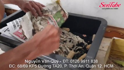 Sâu Tre Thanh Hóa, Sâu Gạo, Sâu Suppe và cách nhân giống