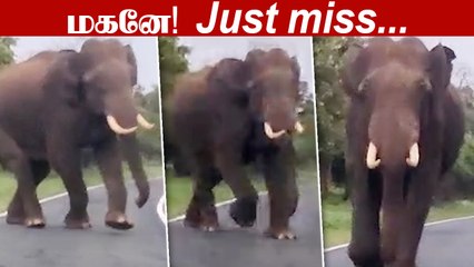 உதகையில் ஒத்த ஆளாக கெத்து காட்டிய யானை | Wild Elephant Udhagai
