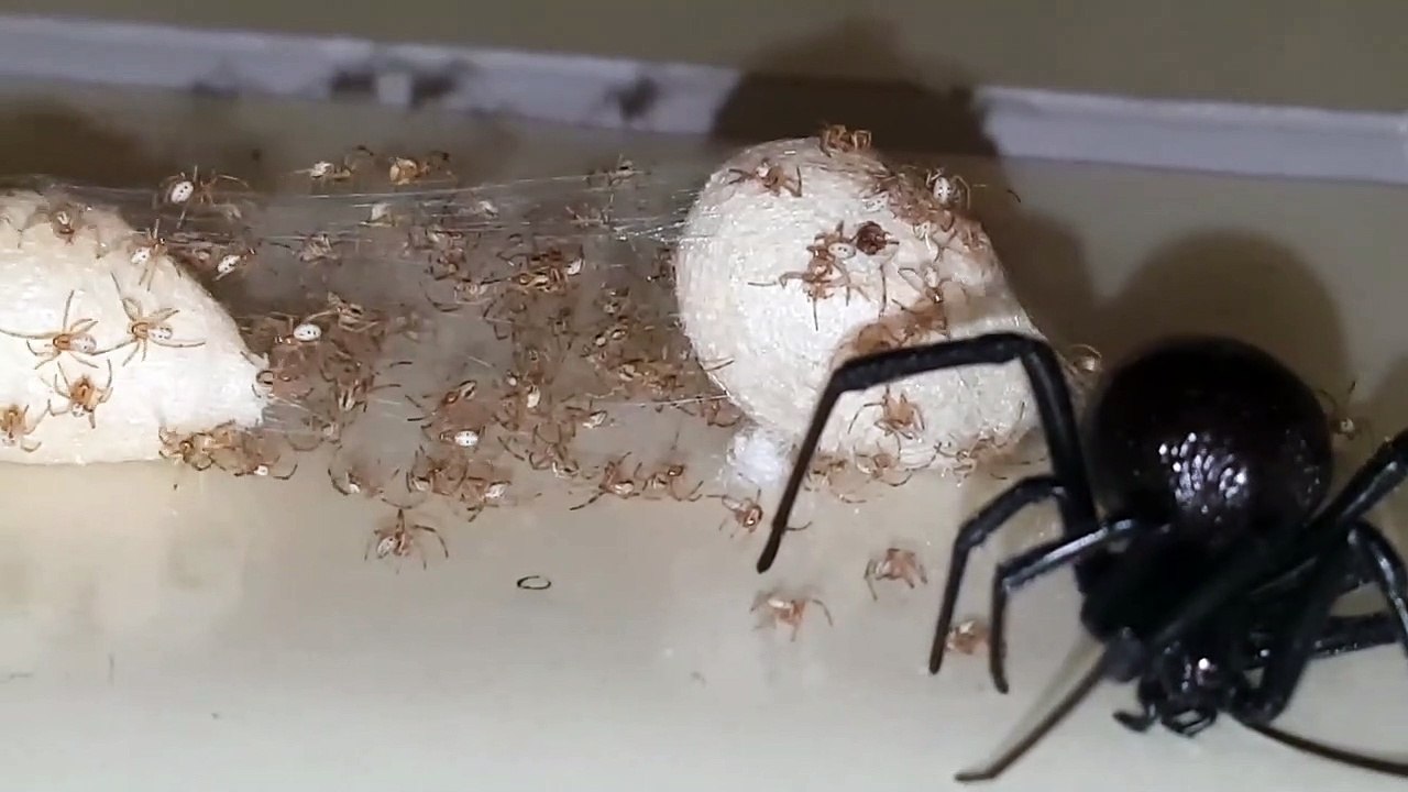 Il découvre une araignée veuve noire et ses centaines de bébés piégés dans la colle à fourmis