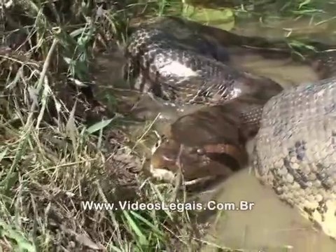 Des brésiliens découvrent un anaconda en pleine digestion