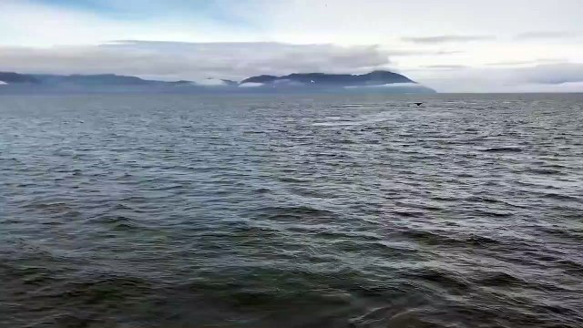 Une baleine fait un merveilleux cadeau à des touristes... Saut magique