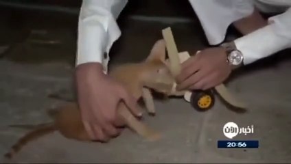 Ce chat handicapé va recevoir un merveilleux cadeau