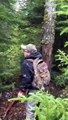 Un ours piège un touriste du haut de son arbre... très bonne blague