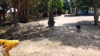 Wow Nice!!! Fake Tiger Prank Dog Run So Funny Video Pranks 2021