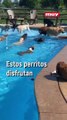 Así se refrescan decenas de perritos en una alberca exclusiva para ellos, en Michigan