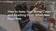 How to Keep Your Home Clean and Smelling Fresh When You Have Pets