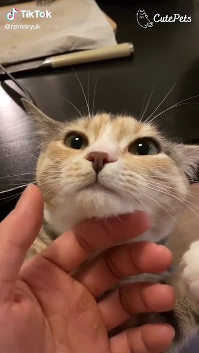 Try Not To Like These Cute Animals - Cutest Animals On TikTok #17