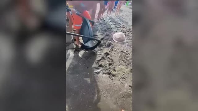 Aparecen medusas en la costa granadina de 40 kilos de peso, aunque poco urticantes
