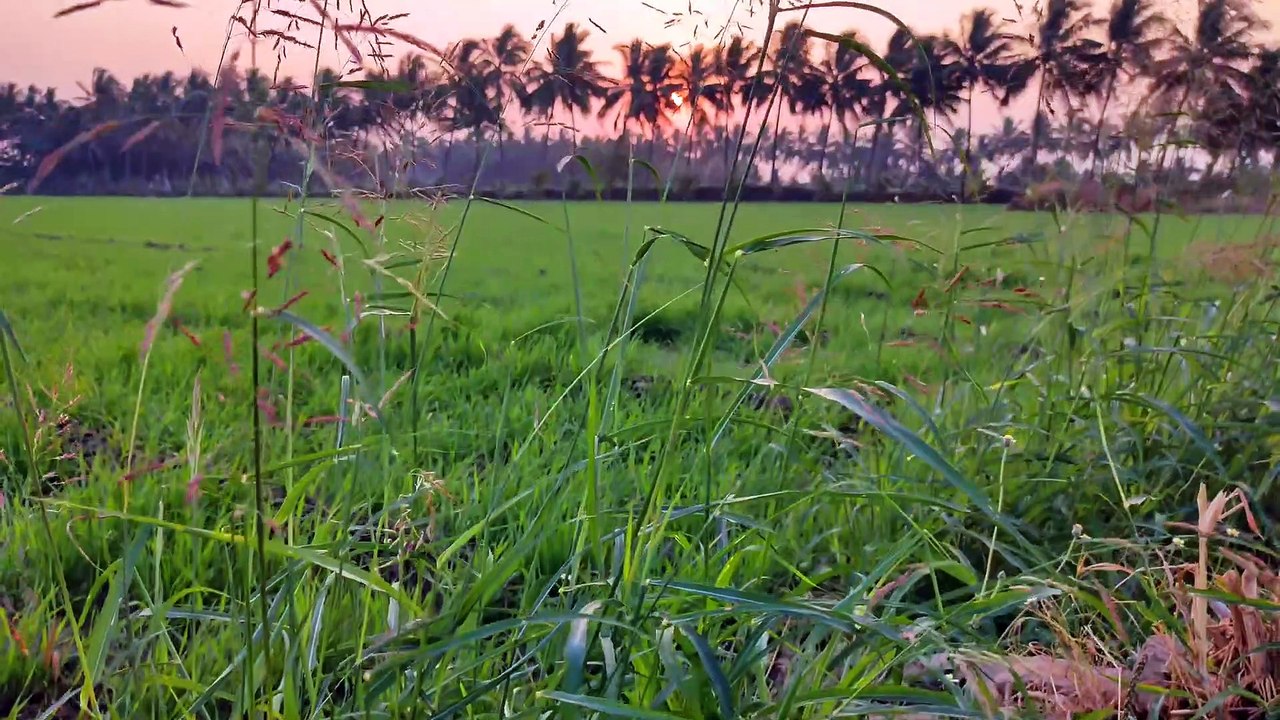 Beautiful Village Morning  Village Morning Sound  Beautiful Nature Scenes Amazing Nature Scene