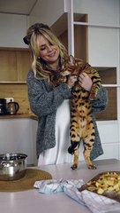 Cat look like the tiger