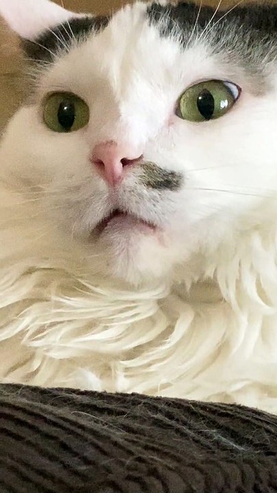 Catatonic Daydreaming