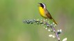 Shazam for Birds: Cornell's Merlin Bird ID App Now Identifies Birds by Their Song