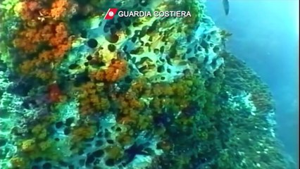 Grupo detido em Itália por pesca ilegal de marisco