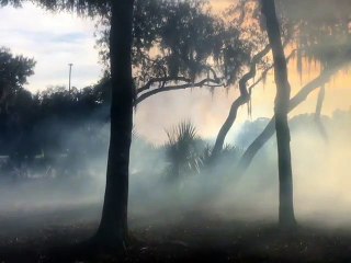 Stock Footage 2019 Smoke Scary Forest