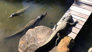 Stock Footage 2021 Lazy Alligators