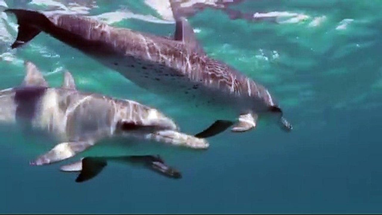 animais  vida  selvagem  natureza /  documentary wildlife animals nature  / animales fauna silvestre lnaturaleza.