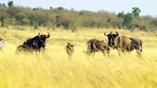 animais vida selvagem natureza / documentary wildlife animals nature / animales fauna silvestre lnaturaleza.