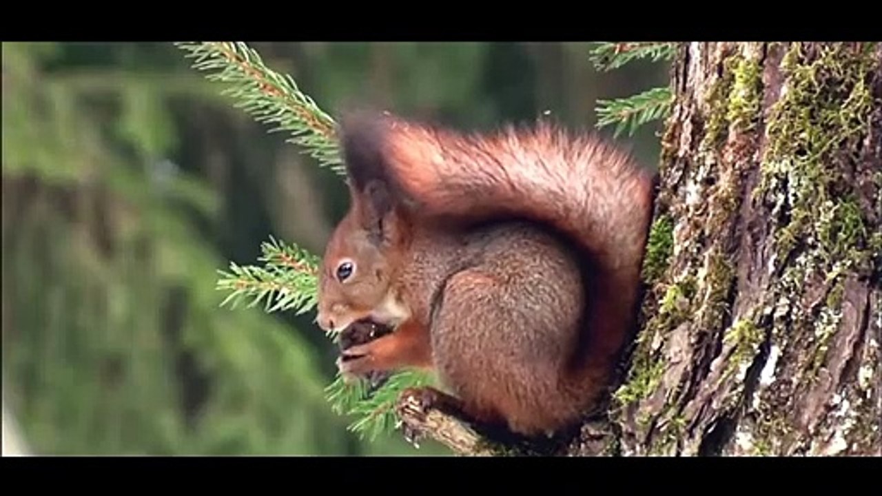 animais  vida  selvagem  natureza /  documentary wildlife animals nature  / animales fauna silvestre lnaturaleza.