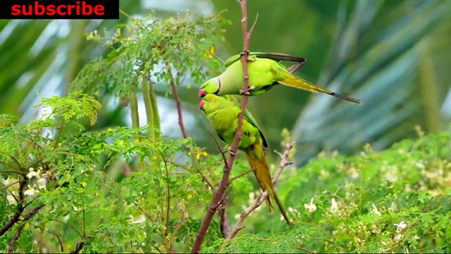 animais vida selvagem natureza / documentary wildlife animals nature / animales fauna silvestre lnaturaleza.