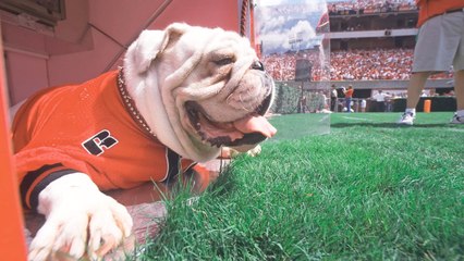 The Tea -  The Top 5 Wildest SEC Fan Traditions