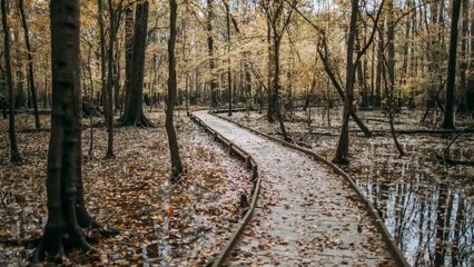 The Tea -  Southern National Parks You Should Visit