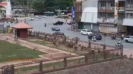 Gangues de macacos Primatas se encontram e brigam em rua da Tailândia