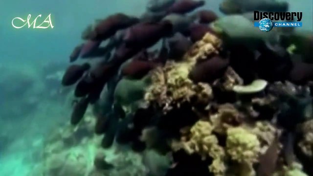 Maravilhas da Natureza - A história do mundo