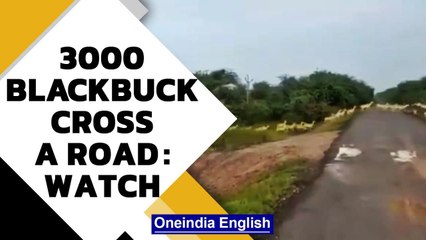 Spectacular: 3000 blackbuck cross road in Gujarat park, PM shares video | Oneindia News