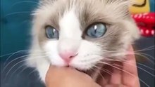 【可愛い動物】美人すぎる猫
